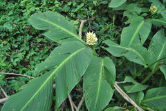 Goeppertia macrosepala