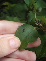 Stephanorhynchus lawsoni