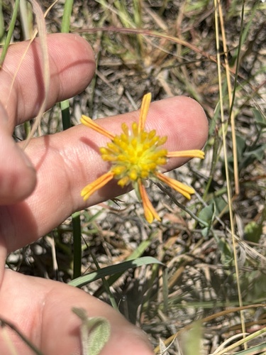 Amblyolepis setigera, photograph 1