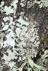 Austroparmelina pseudorelicina