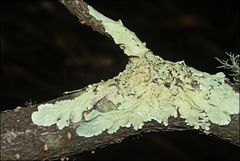 Flavoparmelia rutidota