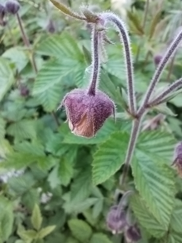 Water Avens