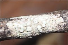 Pertusaria pertractata