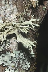 Ramalina inflata