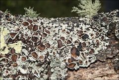 Austroparmelina pseudorelicina