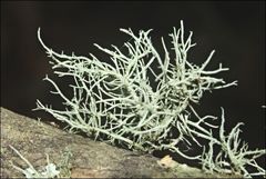 Usnea inermis
