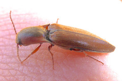 Agriotes collaris