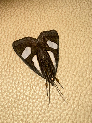 Trimen's False Tiger