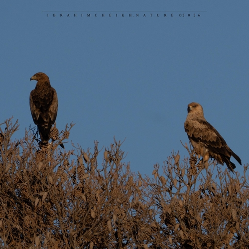 Tawny Eagle