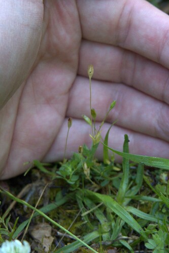 Moenchia erecta, photograph 3