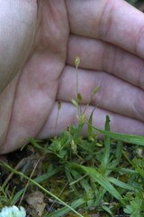 Moenchia erecta, photograph (c) Cesare Sandri, some rights reserved (CC BY-SA)