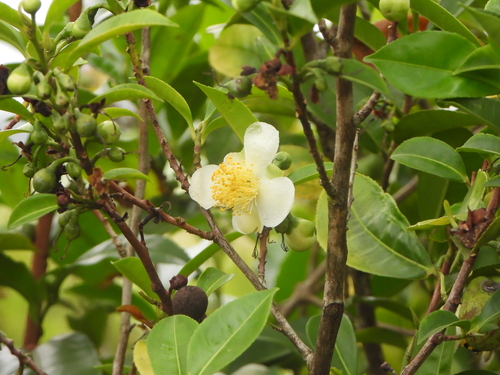 Camelia