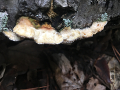 Gloeophyllales