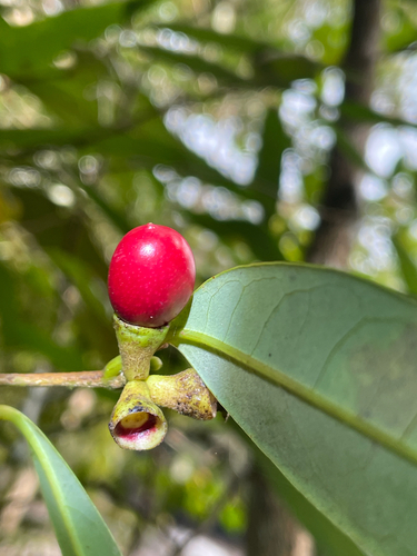 Litsea iteodaphne