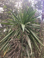 Cordyline obtecta