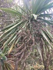 Cordyline obtecta