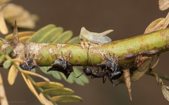 Oxyrhachis