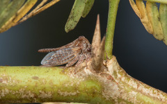 Oxyrhachis