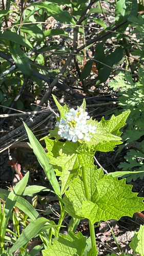 garlic mustard