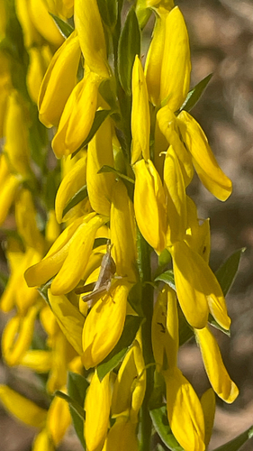 Genista tinctoria