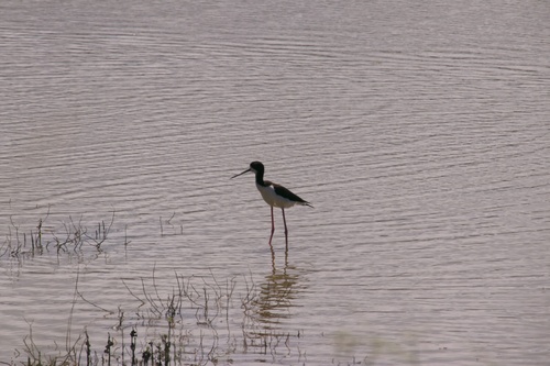 Himantopus mexicanus observed 2026-05-17
