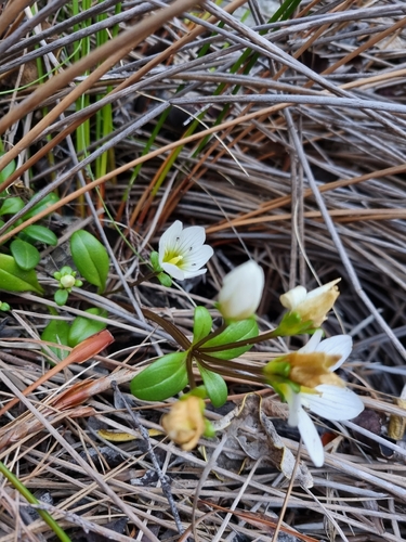 Gentianella saxosa observed 2026-05-17