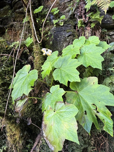 Hillebrandia sandwicensis observed 2026-05-20