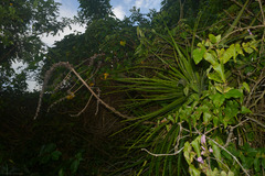 Dyckia encholirioides