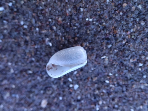 Retusa obtusa observed 2026-05-22