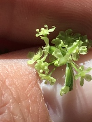 Osmorhiza brachypoda