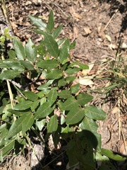 Derris involuta