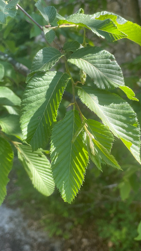 Ostrya carpinifolia