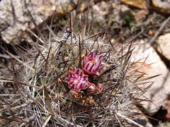 Echinofossulocactus heteracanthus