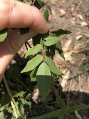 Derris involuta