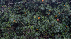 Hibiscus tiliaceus pernambucensis