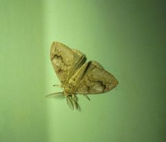 Orgyia papuana
