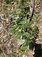 Derris involuta