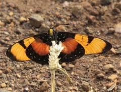 Acraea anemosa