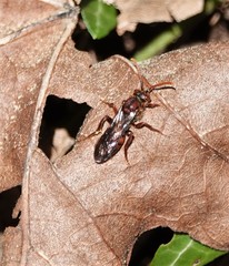 Nomada