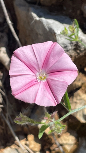 Convolvulus cantabrica