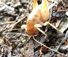 Ceuthophilus californianus