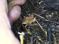 Ceuthophilus californianus