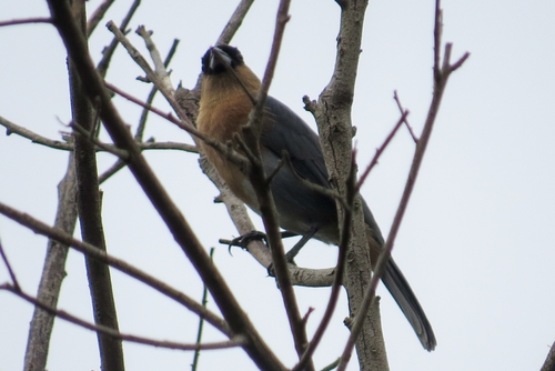 Cinnamon Tanager