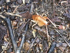 Ceuthophilus californianus