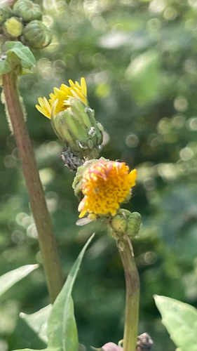 Sonchus oleraceus