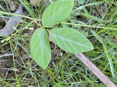 Teramnus labialis