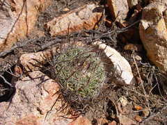 Echinofossulocactus heteracanthus