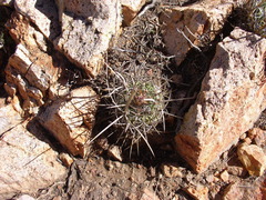 Echinofossulocactus heteracanthus