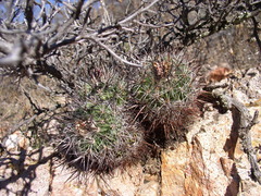 Echinofossulocactus heteracanthus
