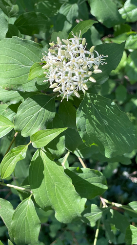 Cornus sanguinea